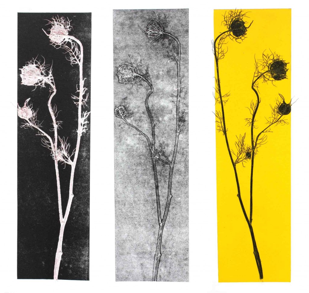 aat-portefolio-empreintes-vegetales-nigelles02