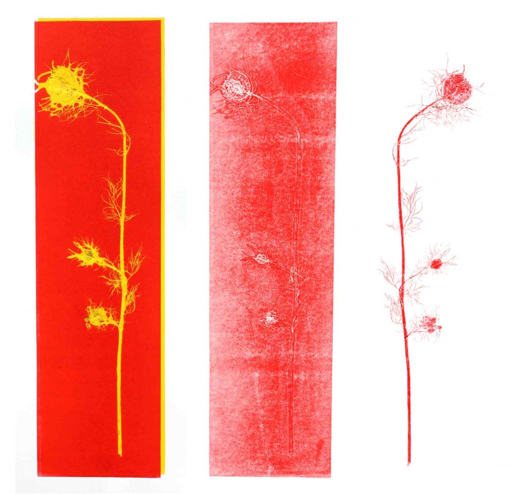 aat-portefolio-empreintes-vegetales-nigelles03