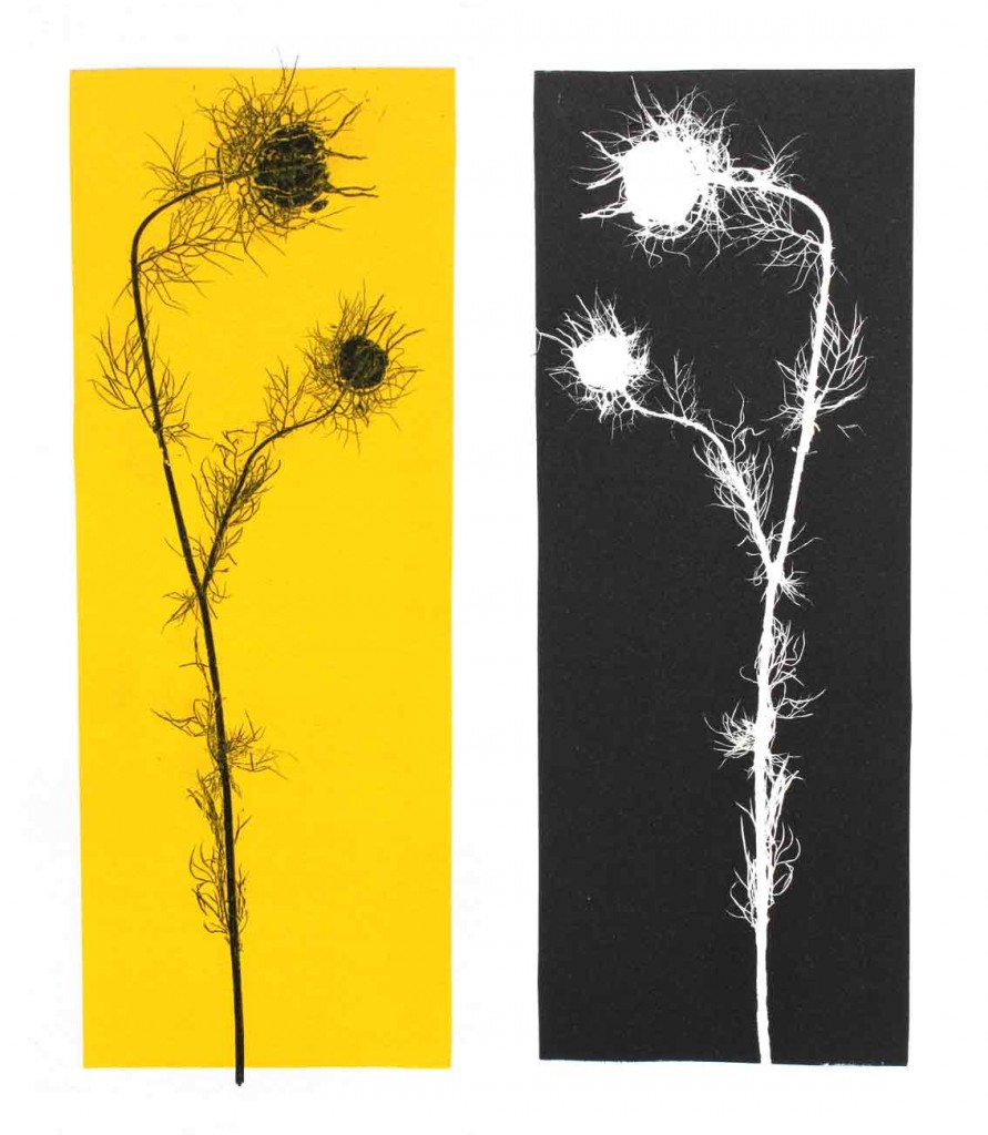 aat-portefolio-empreintes-vegetales-nigelles04