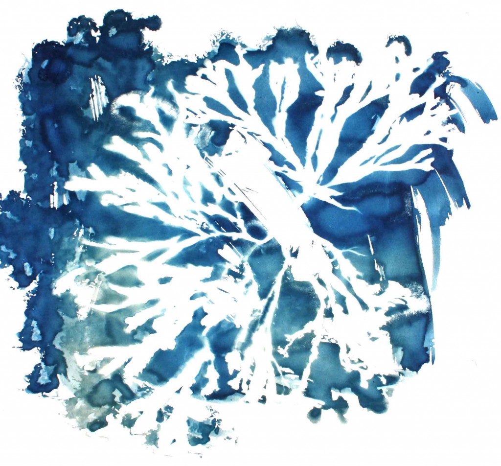 aat-portefolio-algues02