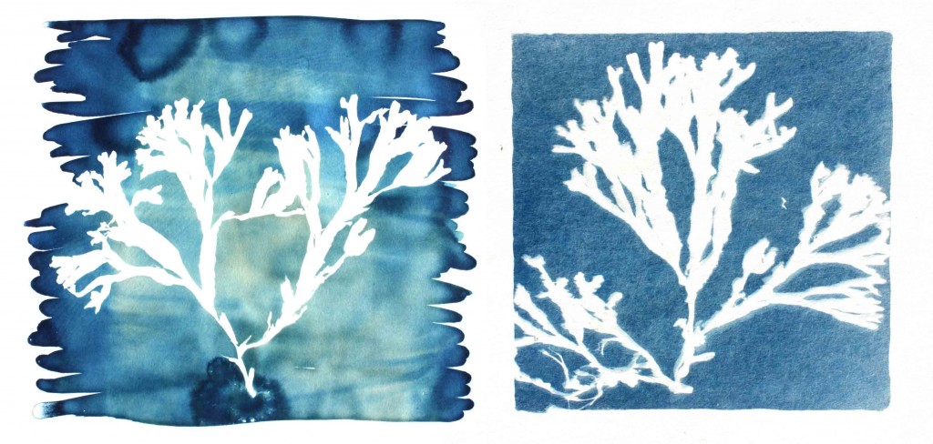 aat-portefolio-algues03